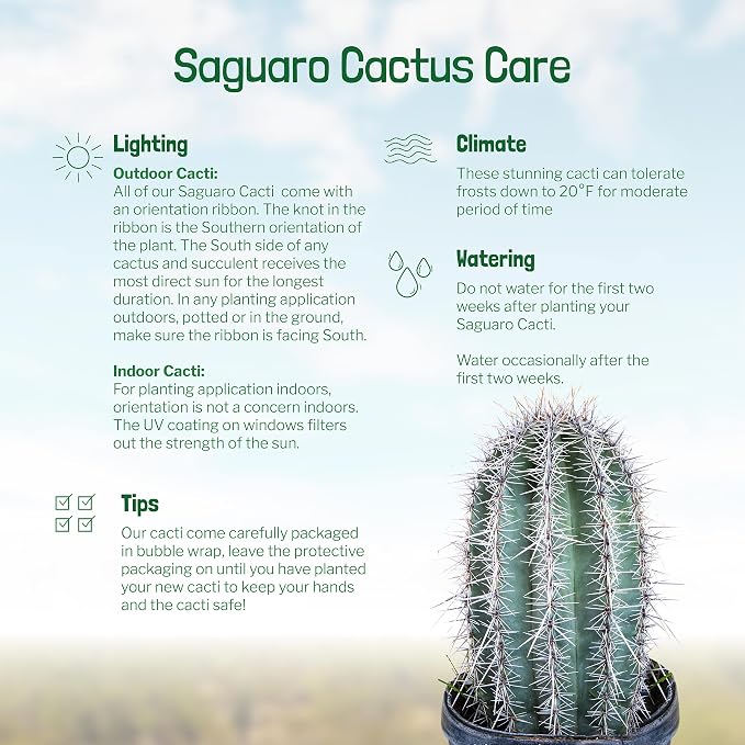 Cactus Outlet - Live Saguaro Cactus, Cactus Plants Live, Large Outdoor Live Cactus 3’