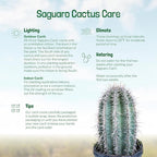 Cactus Outlet - Live Saguaro Cactus, Cactus Plants Live, Large Outdoor Live Cactus 3’