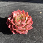 FWPP Succulents Plants Live Echeveria Small Conch,Mini Succulents Red 3 inches Mini Succulents,Bare Root Without Pot,Succulent Plant Live Decoration Plant Gifts