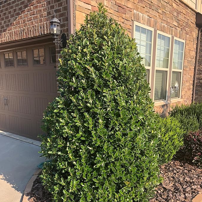 Southern Living 3 Gal. Oakland Holly Shrub