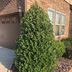 Southern Living 3 Gal. Oakland Holly Shrub