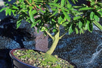 Brussel's Bonsai Live Dwarf Pomegranate Bonsai Tree - Large, 6 Year, 12 to 16 Inches Tall - Outdoor Live Bonsai Tree with Bonsai Pot and Bonsai Tray