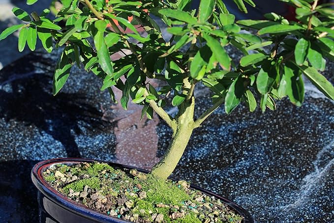 Brussel's Bonsai Live Dwarf Pomegranate Bonsai Tree - Large, 6 Year, 12 to 16 Inches Tall - Outdoor Live Bonsai Tree with Ceramic Bonsai Pot