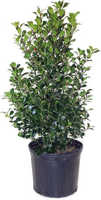 Ilex X meserveae 'Blue Maid' (Blue Holly) Evergreen, #3 - Size Container