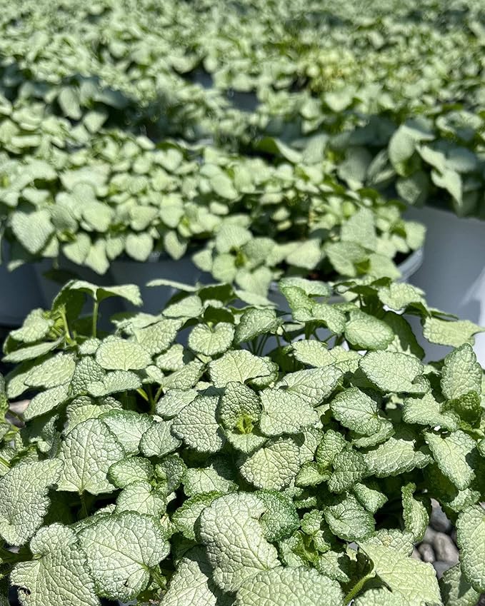 Perennial Farm Marketplace Lamium maculatum ‘White Nancy’ (Dead Nettle) Live Perennial, Size-#1 Container, White Spring Flowers with Silver Variegated Foliage