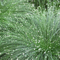 Chalily Fiber Optic Rush, a Great Live Pond Plant for Your Water Garden. Filters koi and Goldfish Ponds. Good for Bogs, Plant Shelf or Shallow Water This marginal Aquatic is a Real Beauty