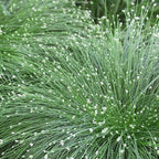 Chalily Fiber Optic Rush, a Great Live Pond Plant for Your Water Garden. Filters koi and Goldfish Ponds. Good for Bogs, Plant Shelf or Shallow Water This marginal Aquatic is a Real Beauty