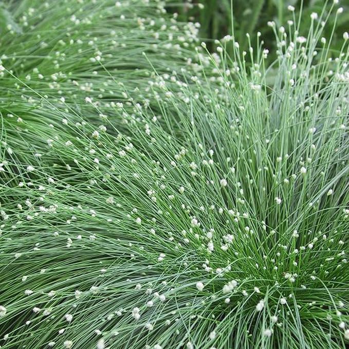 Chalily Fiber Optic Rush, a Great Live Pond Plant for Your Water Garden. Filters koi and Goldfish Ponds. Good for Bogs, Plant Shelf or Shallow Water This marginal Aquatic is a Real Beauty