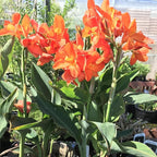 Chalily Canna ‘Chiquita Punch’, a Great Live Pond Plant for Your Water Garden. Filters The koi and Goldfish Pond. Good for Bogs, Plant Shelf or Shallow Water This marginal Aquatic is a Real Beauty