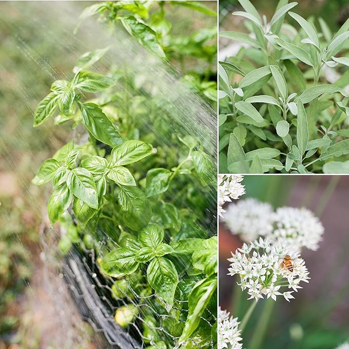 Sereniseed Certified Organic Herb Seeds (35-Pack) – Non GMO, Heirloom – Seed Starting Video – Basil, Cilantro, Oregano, Thyme, Parsley, Lavender, Chives, Sage, Dill Seeds for Indoor & Outdoor Planting