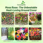 Outsidepride Sundial Mixed Moss Rose Seeds - 250 Pcs Annual, Drought & Heat Tolerant, Pollinator Friendly Ground Cover Seeds for Planting w/Vibrant Blooms & Succulent Foliage, Ideal for Xeriscaping