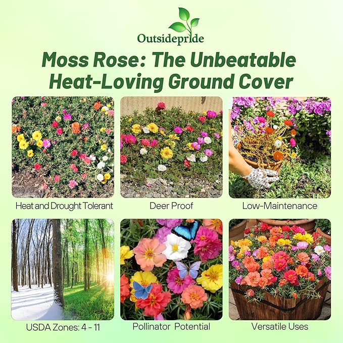 Outsidepride Sundial Mixed Moss Rose Seeds - 250 Pcs Annual, Drought & Heat Tolerant, Pollinator Friendly Ground Cover Seeds for Planting w/Vibrant Blooms & Succulent Foliage, Ideal for Xeriscaping