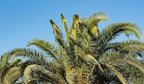 10 Florida Royal Palm Roystonea Regia Tree Houseplant Seeds