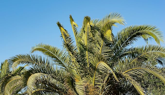 10 Florida Royal Palm Roystonea Regia Tree Houseplant Seeds