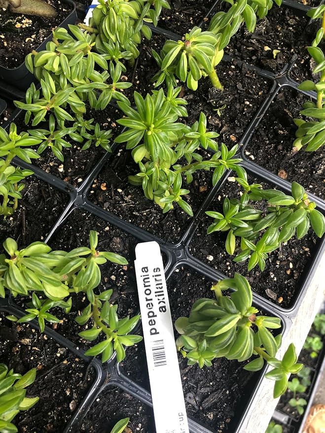 Succulent Taco Plant (Peperomia axillaris) in 2.5 inch Pot | Live Starter Plant, Certified Organic, Easy Care Houseplant