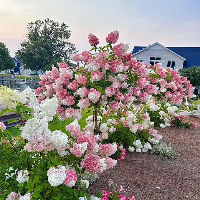 50 Pink and White Hydrangea Seeds – Cone Bloom Variety for Garden Borders and Landscape Beauty