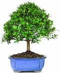 Brussel's Dwarf Eugenia Bonsai