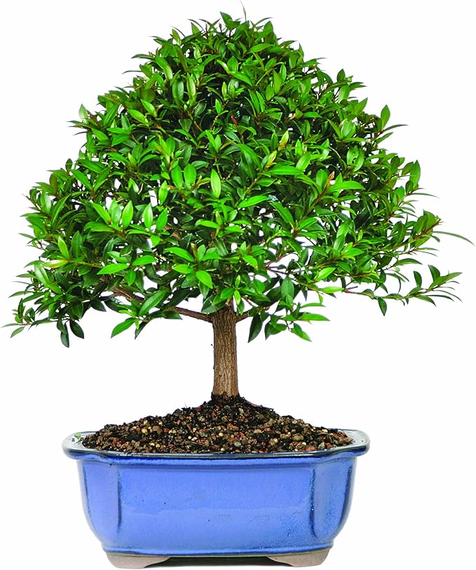 Brussel's Dwarf Eugenia Bonsai