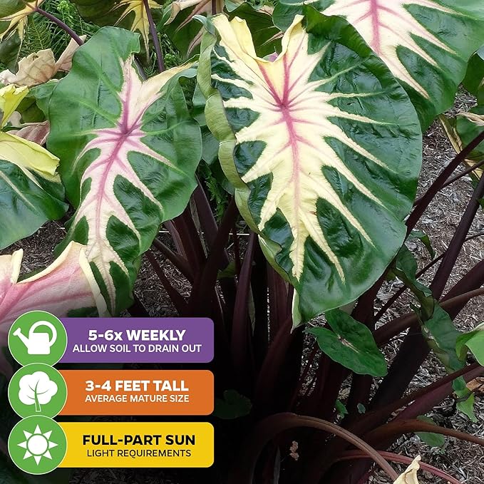 Waikiki Elephant Ear Live Plant - Colocasia esculenta by Wellspring Gardens