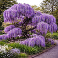 Wisteria Live Plants 1–2 Ft Tall – Flowering Wisteria Vine (Wisteria Floribunda) – Fast Growing Climbing Plant for Garden, Trellis, Pergola & Bonsai Training (10 Plants)