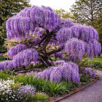 Wisteria Live Plants 1–2 Ft Tall – Flowering Wisteria Vine (Wisteria Floribunda) – Fast Growing Climbing Plant for Garden, Trellis, Pergola & Bonsai Training (10 Plants)