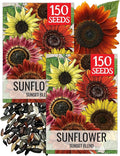 Seed Needs Sunset Sunflower Seeds for Planting Mixed Sunflowers - Heirloom & Open Pollinated Flower Seed to Plant an Outdoor Annual Butterfly Garden (2 Packs)