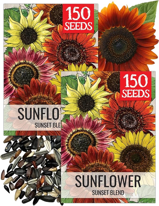 Seed Needs Sunset Sunflower Seeds for Planting Mixed Sunflowers - Heirloom & Open Pollinated Flower Seed to Plant an Outdoor Annual Butterfly Garden (2 Packs)