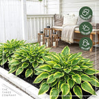 Live Perennial Hosta - Yellow Polka Dot Bikini (3 Plants Per Pack) Beautiful Accent Plant, 10" Tall by 4" Wide in 1 Qt Pot