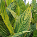 Canna ‘Pretoria’, a Great Live Pond Plant for Your Water Garden. Filters koi and Goldfish Pond. Good for Bogs, Plant Shelf or Shallow Water This marginal Aquatic is a Real Beauty
