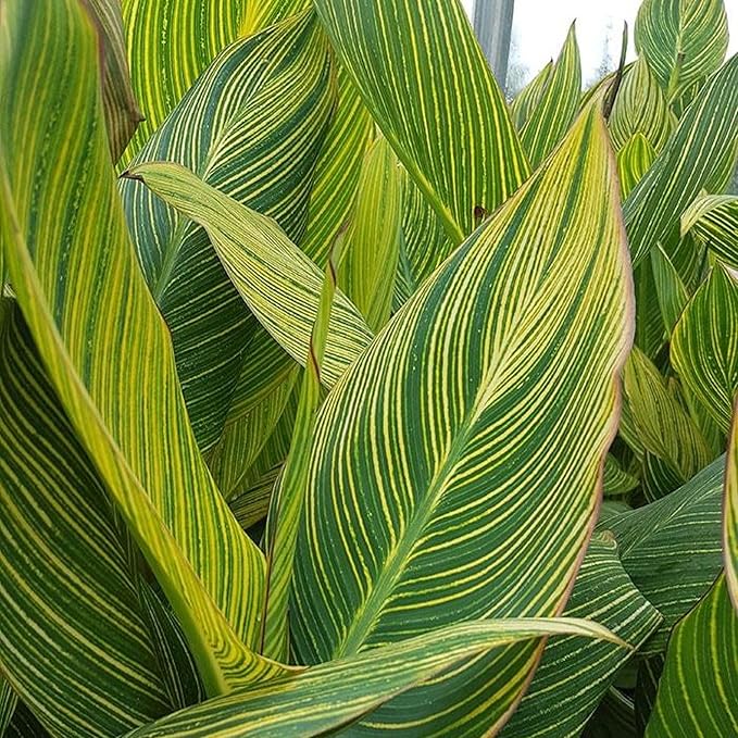 Canna ‘Pretoria’, a Great Live Pond Plant for Your Water Garden. Filters koi and Goldfish Pond. Good for Bogs, Plant Shelf or Shallow Water This marginal Aquatic is a Real Beauty