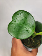 Hoya Kerrii with Heartshape Leaves Live Hoya Plant Great Gift for Mothers and Loved Ones Sweetheart Hoya Live Plant (Hoya Kerrii in 6" Hanging Pot, Multiple Plants with Many Leaves)