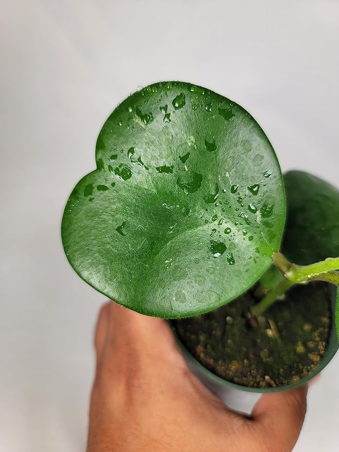 Hoya Kerrii with Heartshape Leaves Live Hoya Plant for Mothers and Loved Ones Sweetheart Hoya Live Plant (Hoya Kerrii in 4" Pot, 2-3 Leaves Plant)