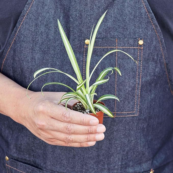 Spider Plant Reverse Live Plant for Indoor | Different Houseplants in 3'' Pot | Real House Plant for Living Room, Office, Desk & Bathroom | Spider Plant | Airplane | Spider Ivy