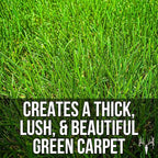 Crooked Bend Blue Eagle Kentucky Bluegrass Seed, 3LB, Uncoated & No Fill, Grow Full, Beautiful & Best Yards, Thicken Lawns & Turf, Growing Dark Green Organic Grass Carpet, Plants 580 Square feet