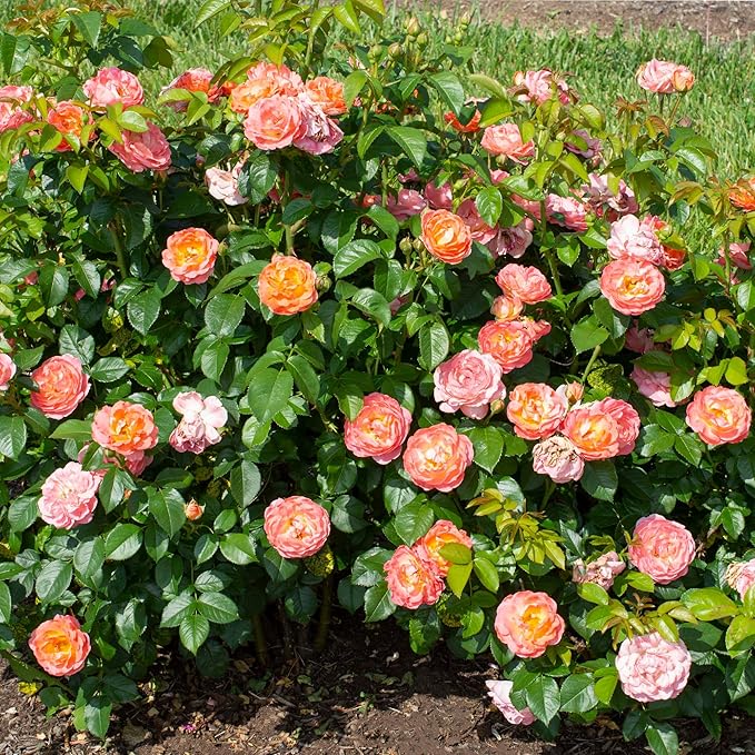 2 Gallon The Orange Glow Knock Out® Rose Plant with Orange Blooms
