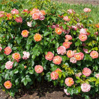 2 Gallon The Orange Glow Knock Out® Rose Plant with Orange Blooms
