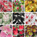 200Pcs Mix Caladium Seeds for Planting for Planting - Shade Loving, Heat Tolerant, Perfect for Containers & Indoor Decor
