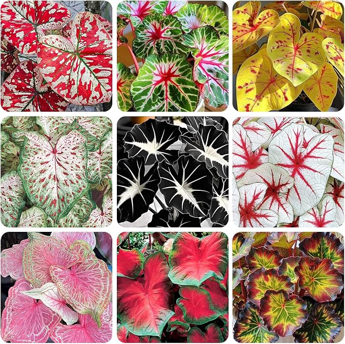 200Pcs Mix Caladium Seeds for Planting for Planting - Shade Loving, Heat Tolerant, Perfect for Containers & Indoor Decor