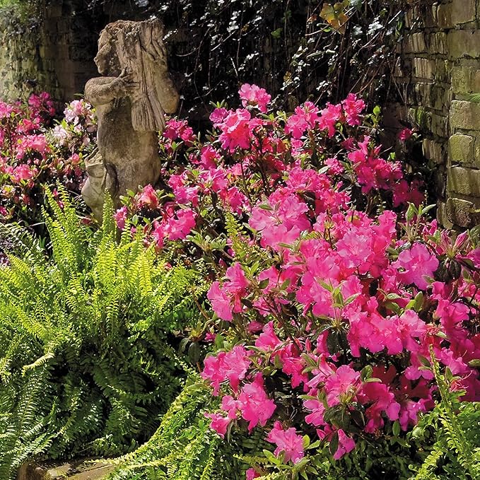 Encore Azalea 2 Gal. Autumn Sangria Azalea Shrub
