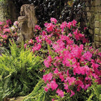 Encore Azalea 1 Gal. Autumn Sangria Azalea Shrub