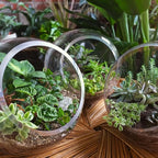 RedCrocus Assorted Terrarium Foliage Plants- Indoor Friendly, Pet Safe, Decorative Small Leaf Varieties for Indoor Gardens & Containers 2.5" Pot (Pack of 20)