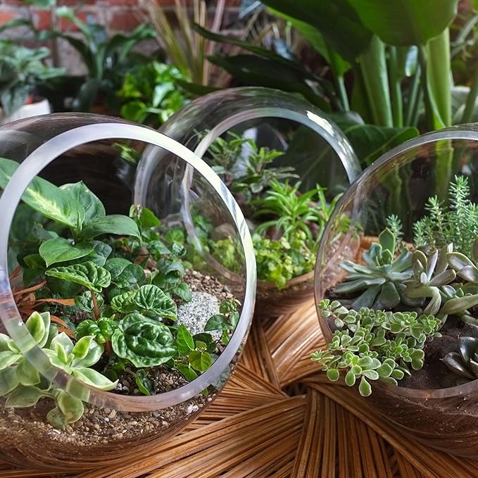 RedCrocus Assorted Terrarium Foliage Plants- Indoor Friendly, Pet Safe, Decorative Small Leaf Varieties for Indoor Gardens & Containers 2.5" Pot (Pack of 20)