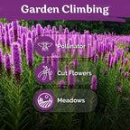 KVITER 600 Marsh Blazing Star Seeds for Planting (Liatris Spicata) – Gayfeather Dense Meadow Blazing Star Seed Packet – Heirloom Seed, Perennial Wildflower Seeds Bulk for Garden, Containers, Outdoors