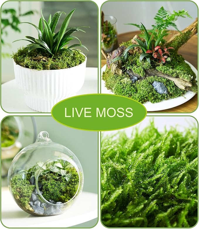Real Live Moss – 4 Types Live Moss for Terrariums, Jumping Spider, Reptile Habitats & Mini Landscapes | Revives in 5 Minutes with Water Mist, Soft Green Texture, Easy to Grow (4-Pack, 3.5”x7”)