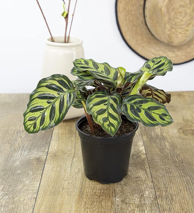 Calathea Plant Live Prayer Plant Live Indoor Plant, Calathea Live Plant Live House Plant Live Plants Indoor, Live Houseplants Live Prayer Plants Live House Plants by Plants for Pets, Black