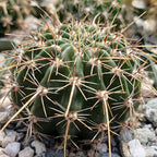 Echinopsis Sierra Grandensis Cacti Cactus Succulent Real Live Plant