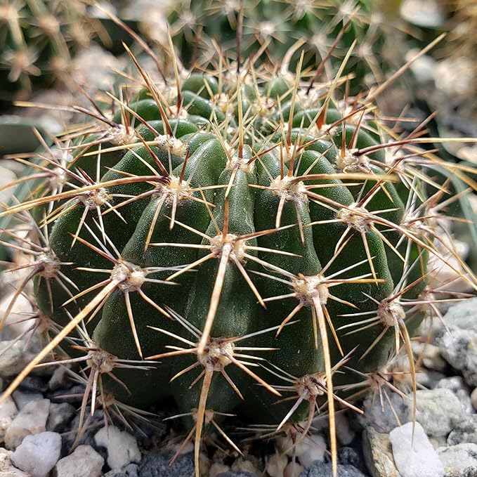 Echinopsis Sierra Grandensis Cacti Cactus Succulent Real Live Plant