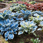 Hosta Seeds for Planting, 290+ Mixed Hosta Seeds, Perennial Flower Palnts, Non-GMO Heirloom Hosta Flower Seed for Home Garden Outdoor