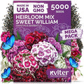 KVITER 5000 Mix Sweet William Seeds for Planting (Dianthus barbatus) – Organic & Heirloom Seed, Clove-Scented Blooms, Drought Tolerant – Perennial Flower Seeds to Plant Outside & Inside