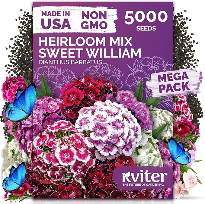 KVITER 5000 Mix Sweet William Seeds for Planting (Dianthus barbatus) – Organic & Heirloom Seed, Clove-Scented Blooms, Drought Tolerant – Perennial Flower Seeds to Plant Outside & Inside